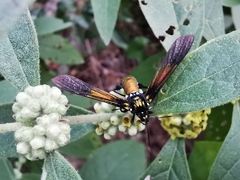 Macrocneme chrysitis