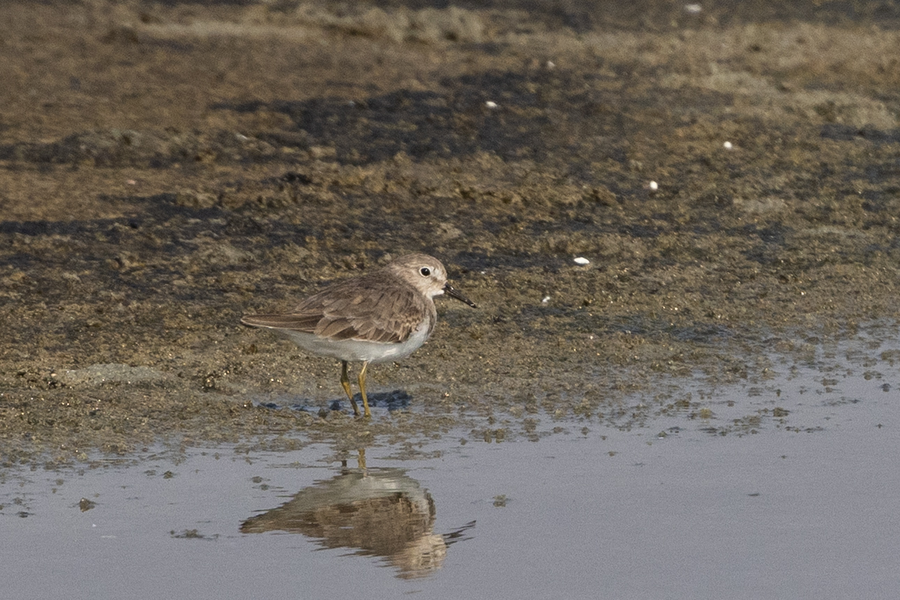 Temminck's Stint (Calidris temminckii), photo 7