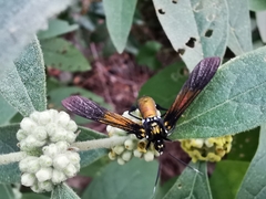 Macrocneme chrysitis