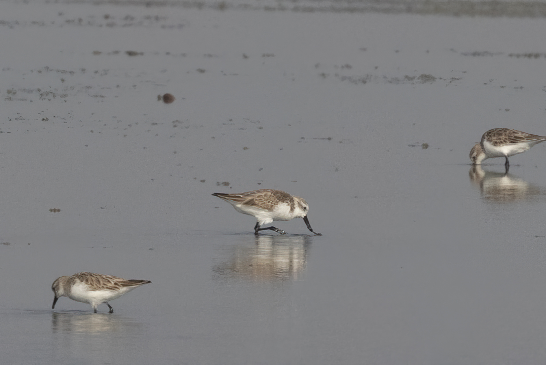 Spoon-billed Sandpiper (Calidris pygmaea), photo 3