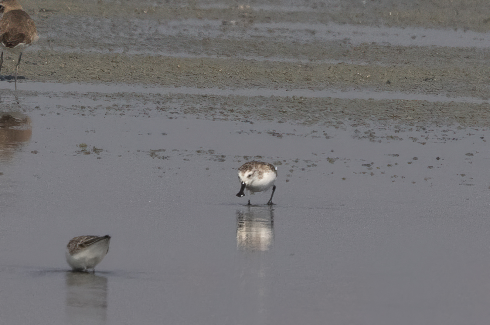 Spoon-billed Sandpiper (Calidris pygmaea), photo 4