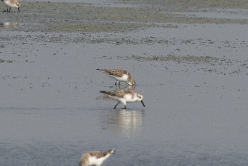 Spoon-billed Sandpiper (Calidris pygmaea), photo 8