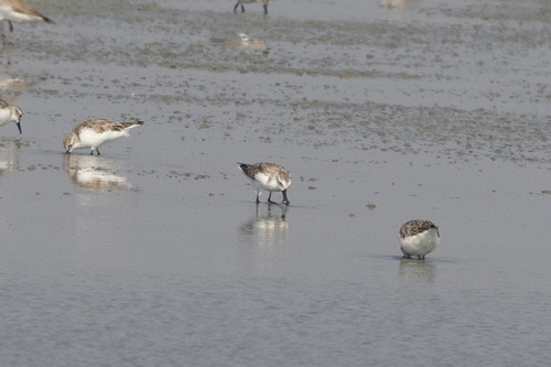 Spoon-billed Sandpiper (Calidris pygmaea), photo 9