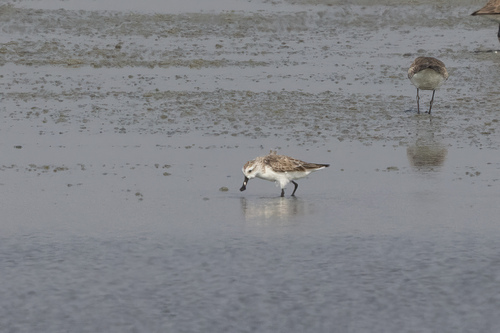Spoon-billed Sandpiper (Calidris pygmaea), photo 10