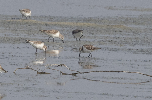Broad-billed Sandpiper (Calidris falcinellus), photo 4