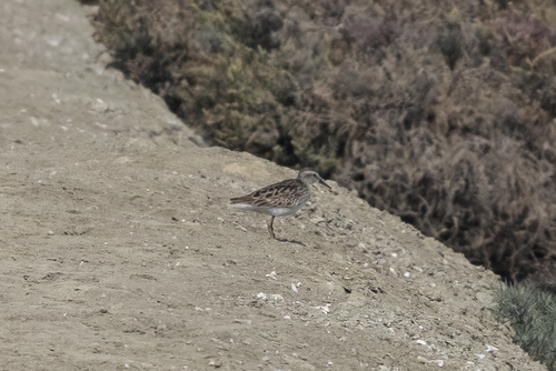 Long-toed Stint (Calidris subminuta), photo 3
