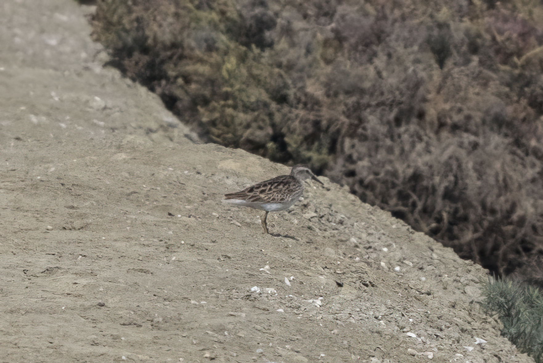 Long-toed Stint (Calidris subminuta), photo 4