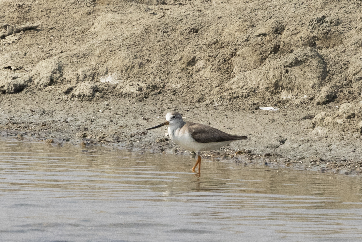Terek Sandpiper (Xenus cinereus), photo 1