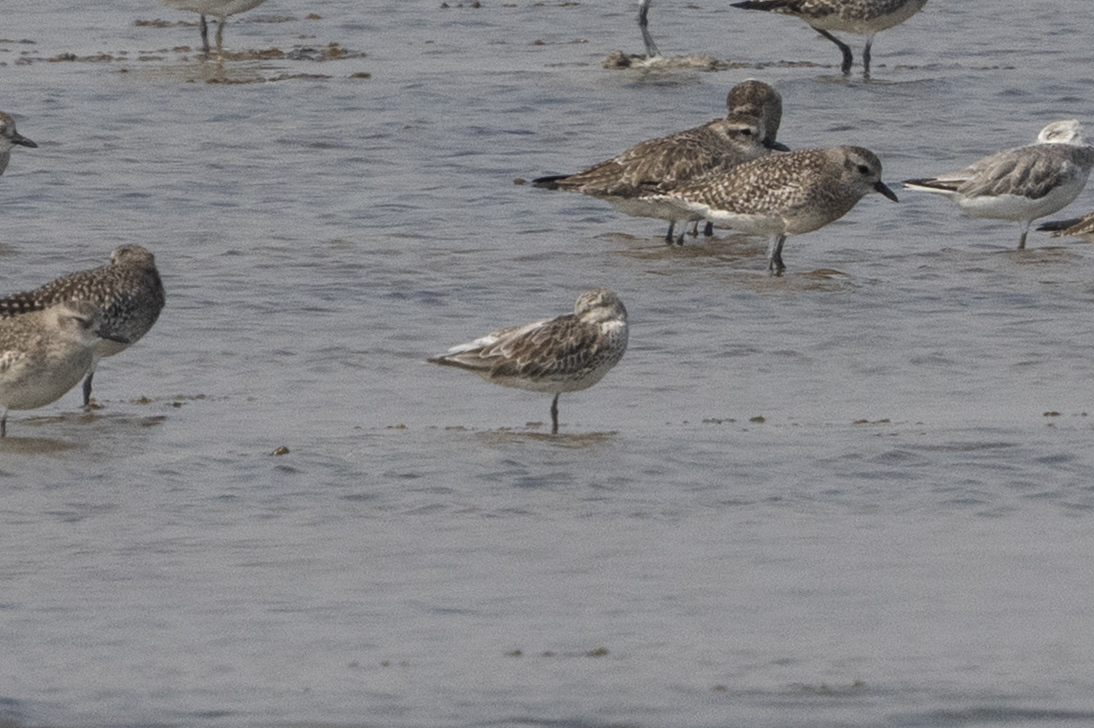 Great Knot (Calidris tenuirostris), photo 7