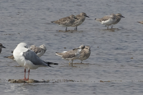 Nordmann's Greenshank (Tringa guttifer), photo 10