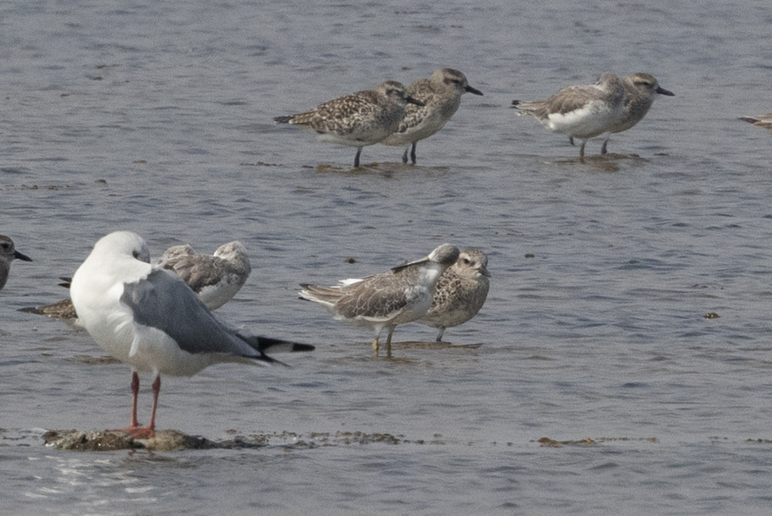 Nordmann's Greenshank (Tringa guttifer), photo 3