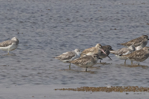 Nordmann's Greenshank (Tringa guttifer), photo 2