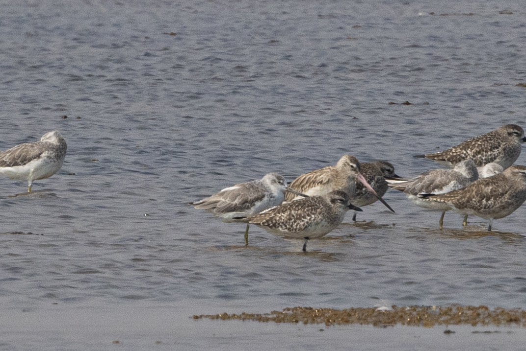 Nordmann's Greenshank (Tringa guttifer), photo 2