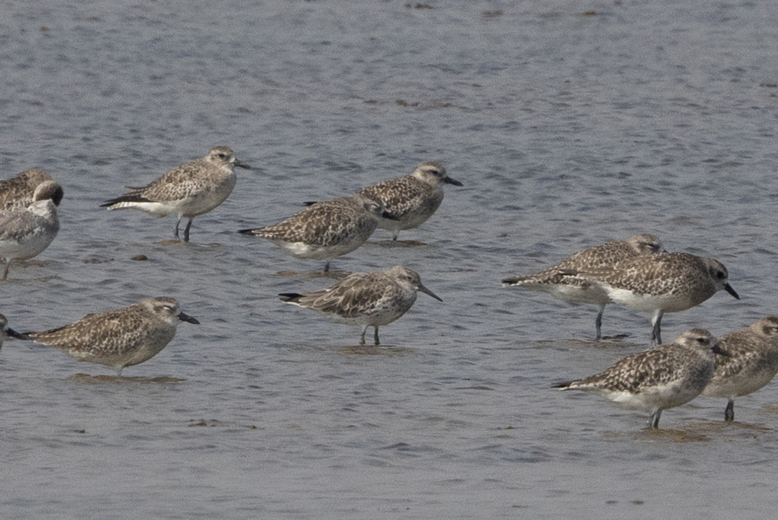 Great Knot (Calidris tenuirostris), photo 6