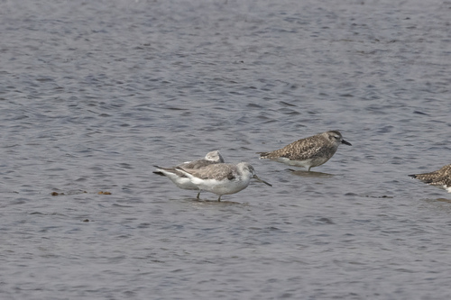 Nordmann's Greenshank (Tringa guttifer)