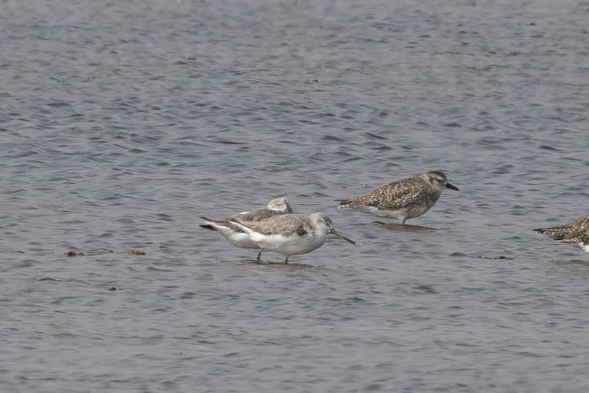 Nordmann's Greenshank (Tringa guttifer), photo 1