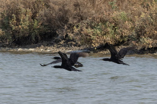 Indian Cormorant (Phalacrocorax fuscicollis), photo 9