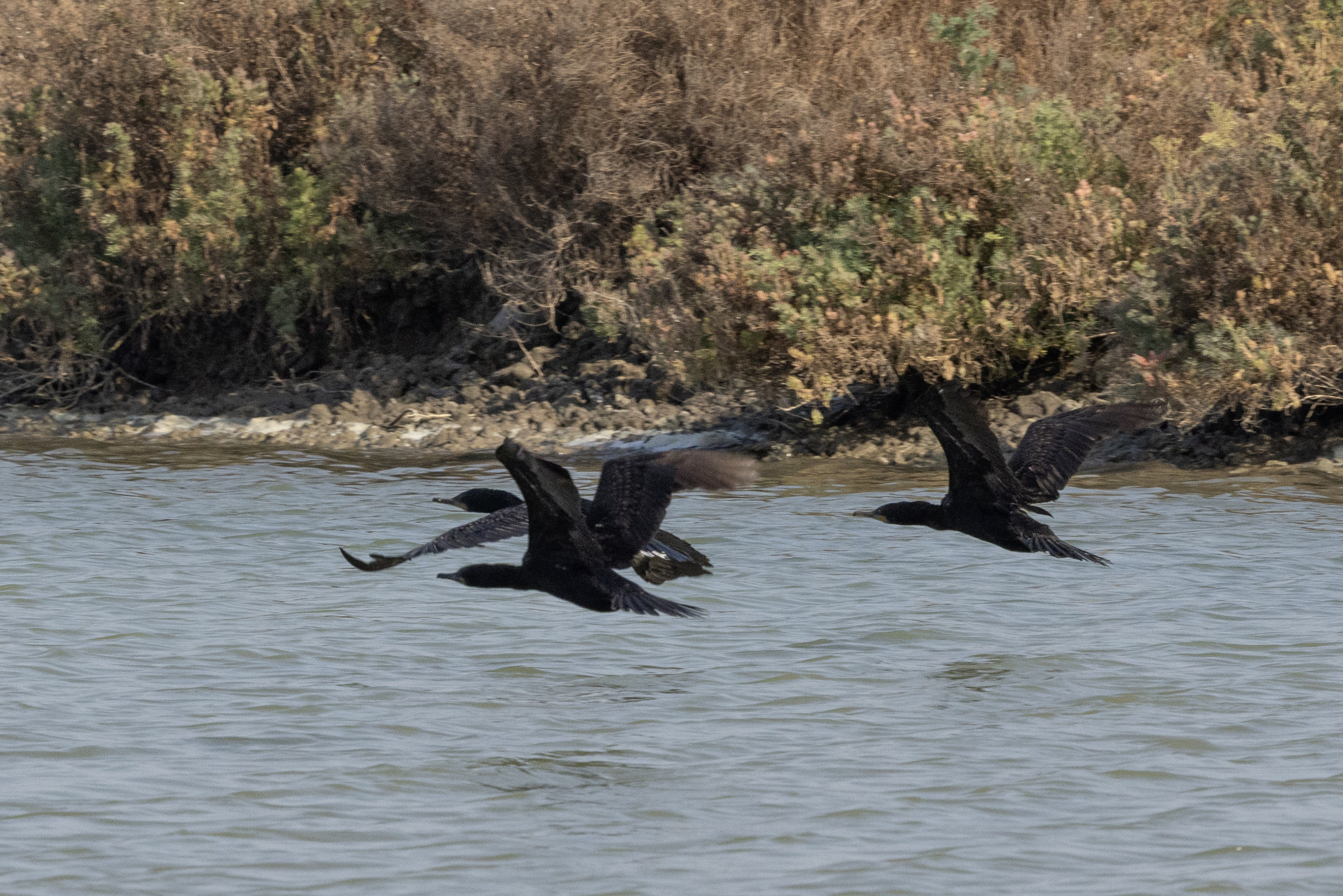 Indian Cormorant (Phalacrocorax fuscicollis), photo 8