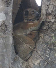 Lepilemur hubbardorum