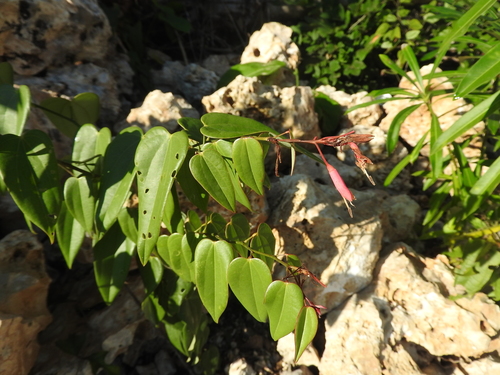 Image of Bauhinia jenningsii by (c) Juan Cruzado Cortés, some rights reserved (CC BY-SA)