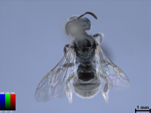 iNaturalist observation photo of Lasioglossum gemmatum