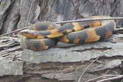 Southern Water Snake photo 4