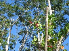 Cissus biformifolia