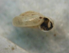 Hawaiia minuscula