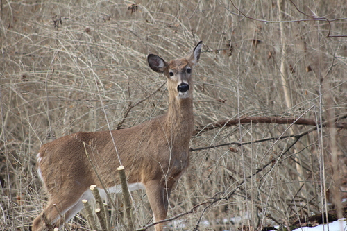 White-tailed Deer