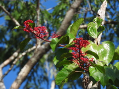 Cissus biformifolia