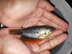 Trichopodus trichopterus