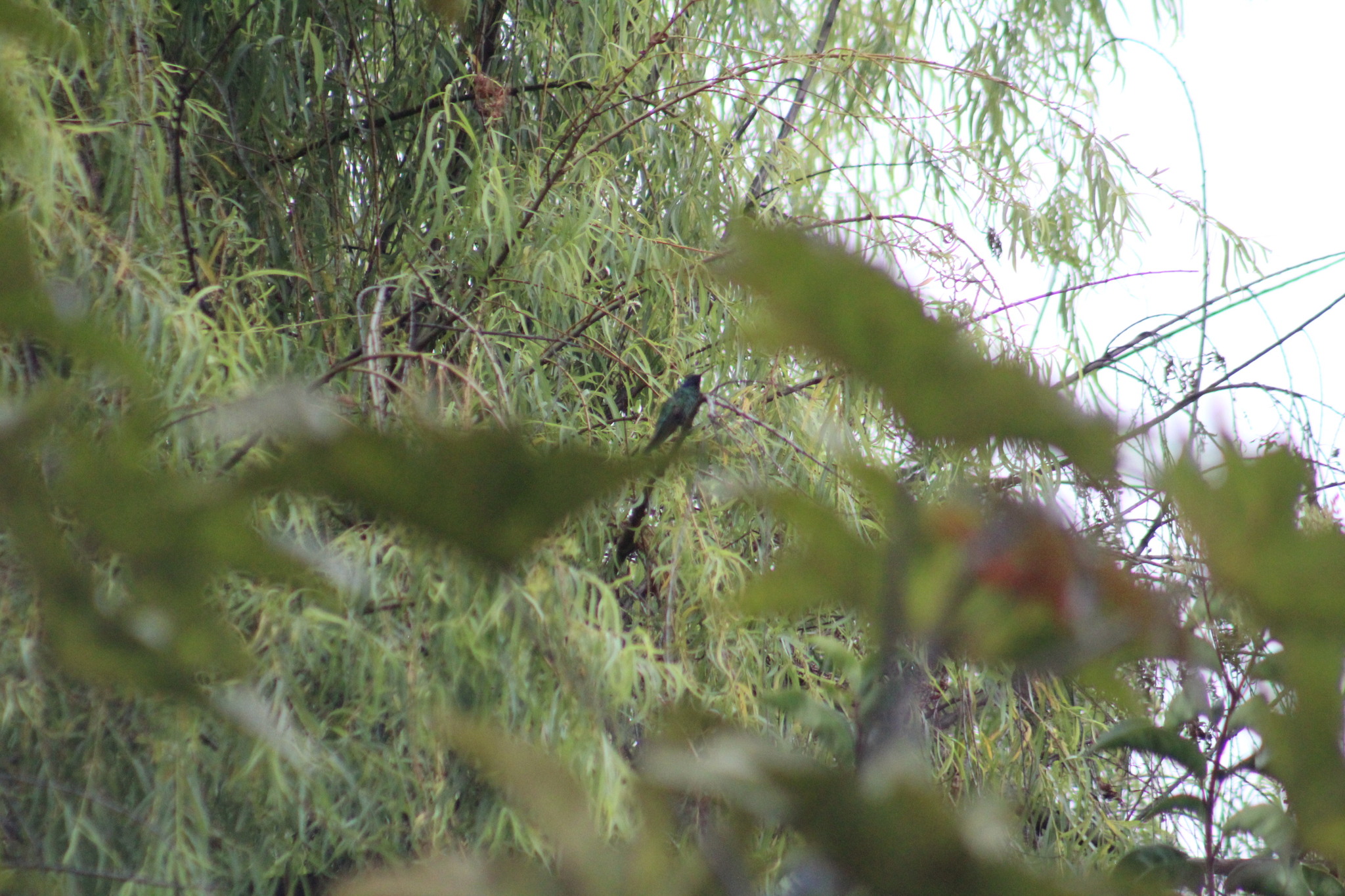 Sparkling Violetear (Colibri coruscans), photo 10