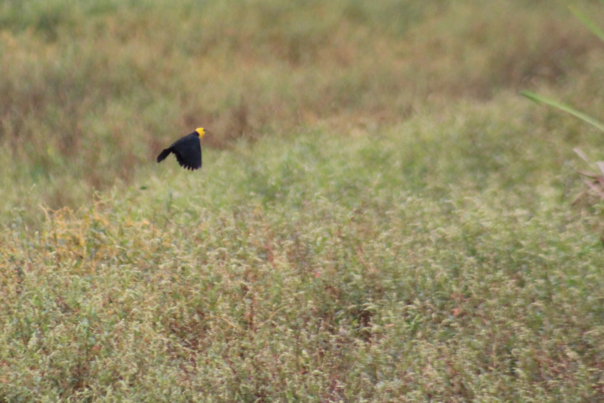 Yellow-hooded Blackbird (Chrysomus icterocephalus), photo 10