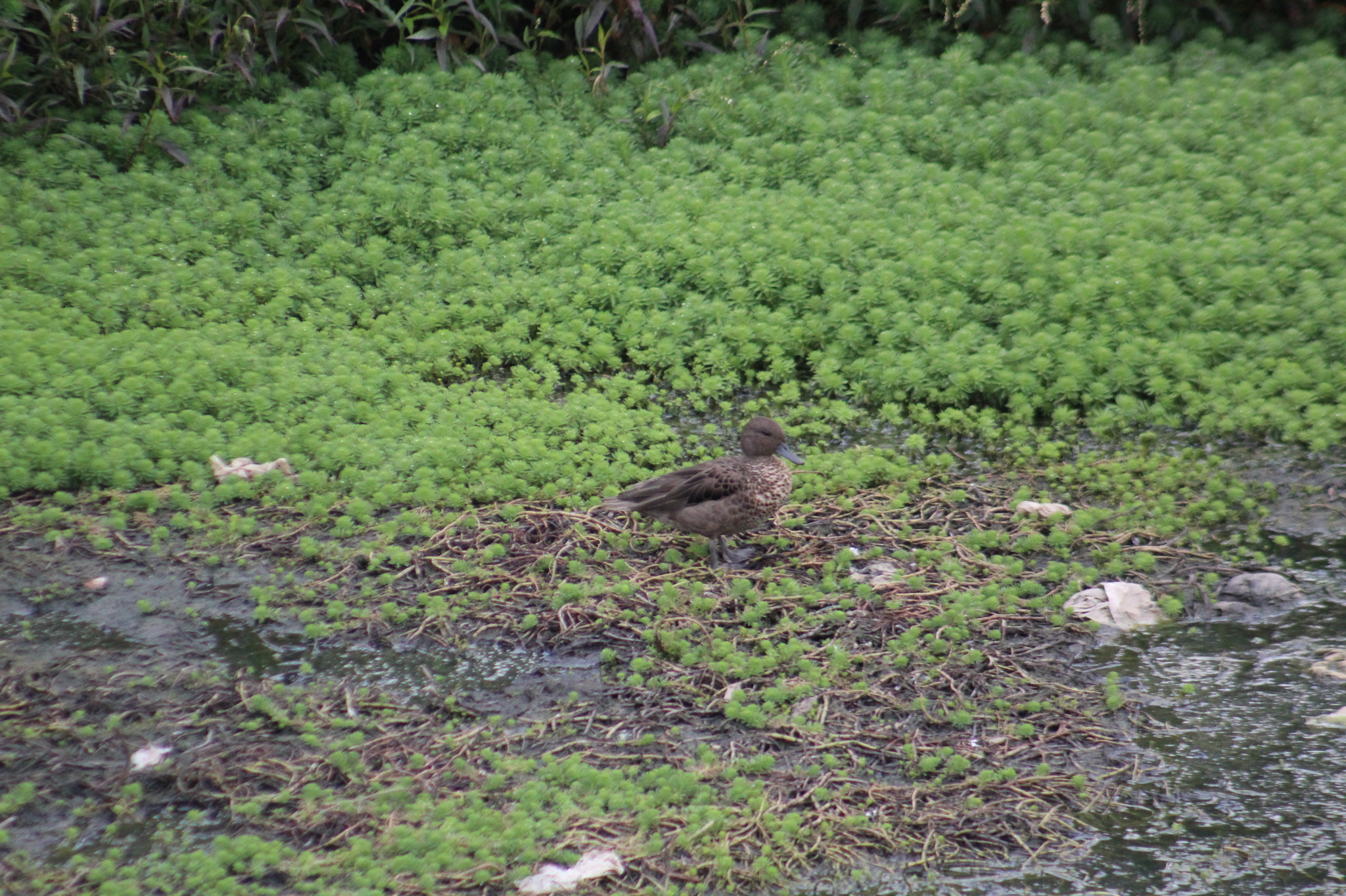 Andean Teal (Anas andium), photo 3