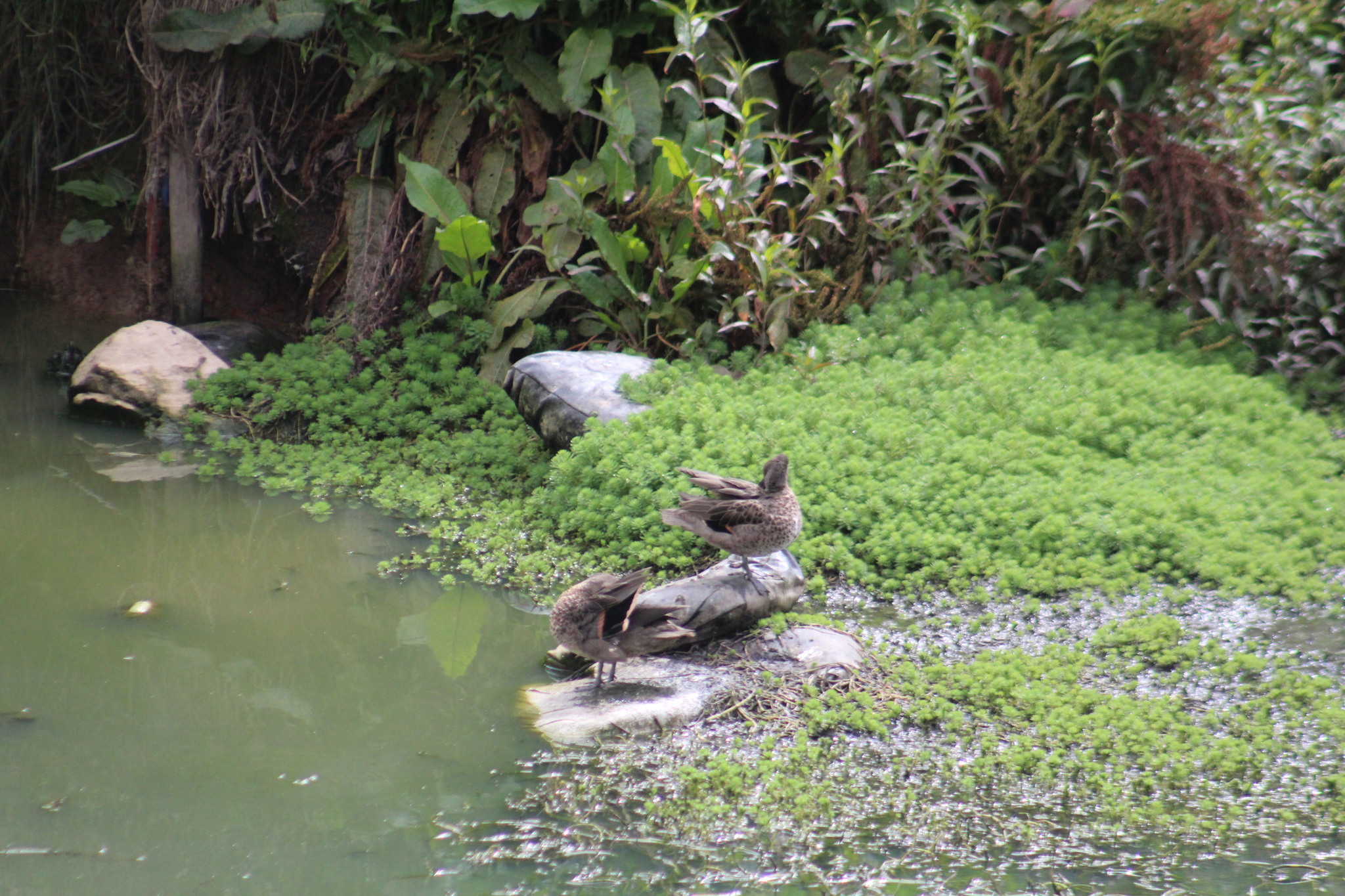 Andean Teal (Anas andium), photo 4