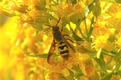 Xanthocampsomeris completa