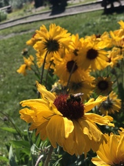 Tithonia tubaeformis
