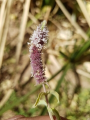 Hybrid mint (Mentha hybrida)