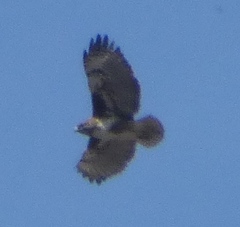 Buteo brachypterus