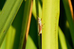 Dichroplus elongatus