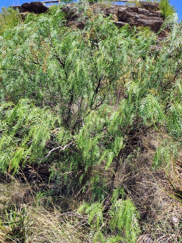 Schinus areira