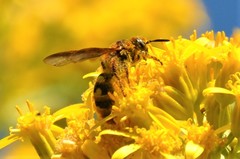 Xanthocampsomeris completa