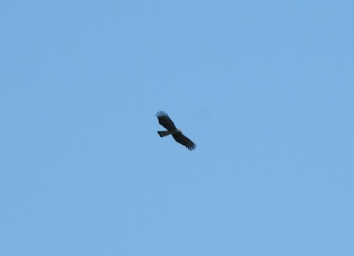 Hook-billed Kite (Chondrohierax uncinatus), photo 8