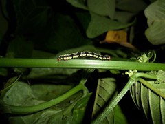 Melanchroia chephise