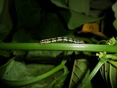 Melanchroia chephise