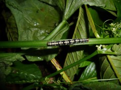 Melanchroia chephise