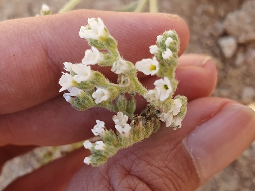 Heliotropium bacciferum, photograph 6