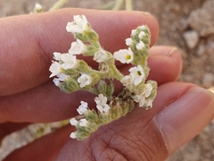 Heliotropium bacciferum, photograph (c) Mehdi Chetibi, some rights reserved (CC BY)