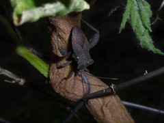 Camptischium