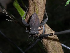 Camptischium